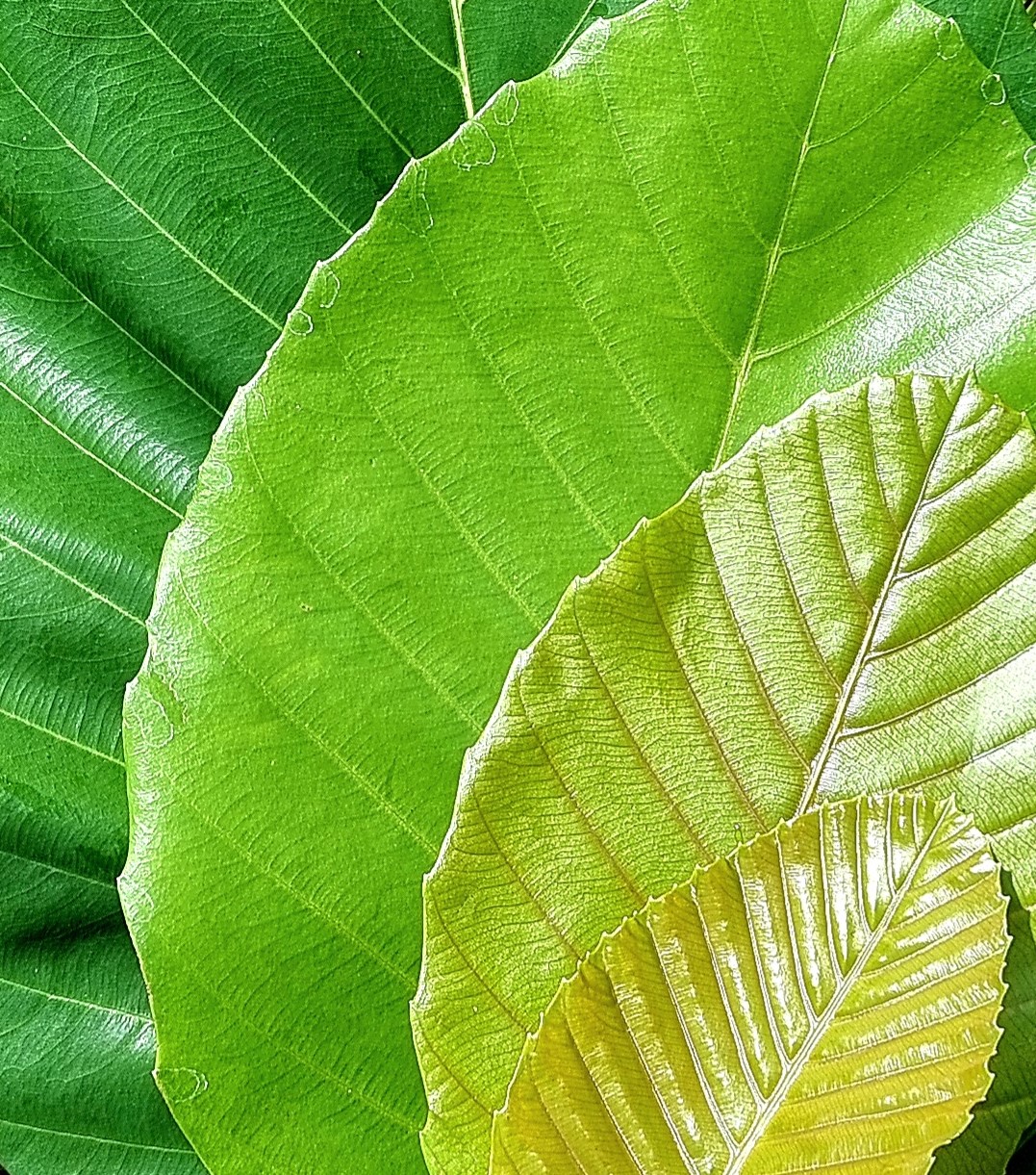 Colour development 1